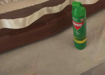 Formiche su salma in ospedale a Palermo: intervengono i Nas