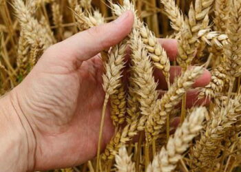 Gangi, sagra della spiga