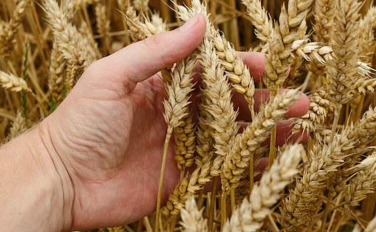 Gangi, sagra della spiga