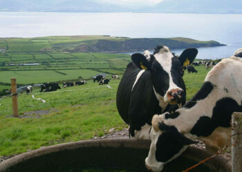 Sicilia, un fondo da 50 milioni per imprenditori siciliani colpiti da crisi: ecco come presentare istanza