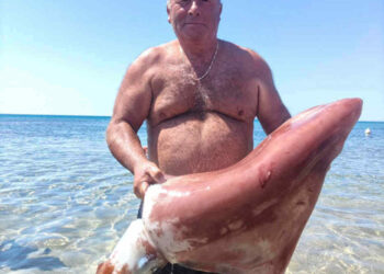 Calamaro gigante pescato nel Trapanese