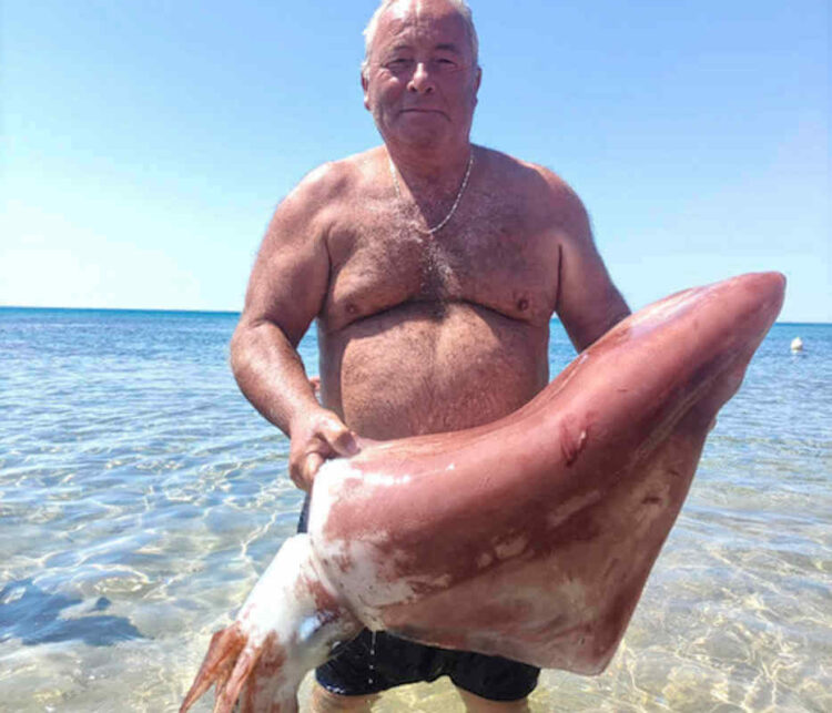 Calamaro gigante pescato nel Trapanese