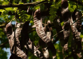 carrube di Parco Serra San Bartolo