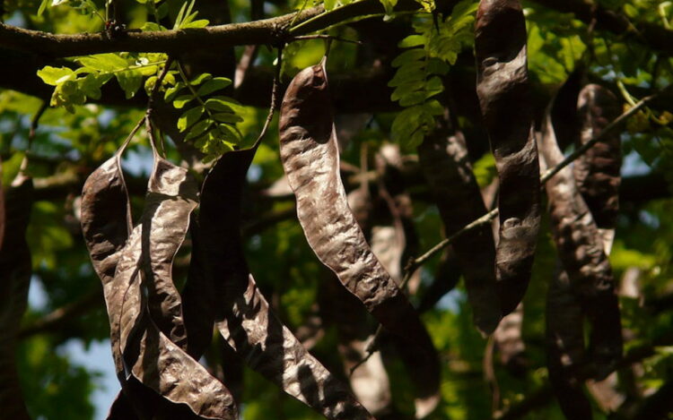 carrube di Parco Serra San Bartolo