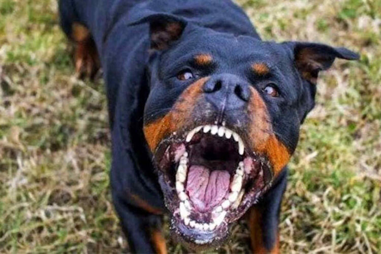 Comiso, azzannato da un rottweiler rischia di perdere un orecchio