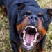 Comiso, azzannato da un rottweiler rischia di perdere un orecchio