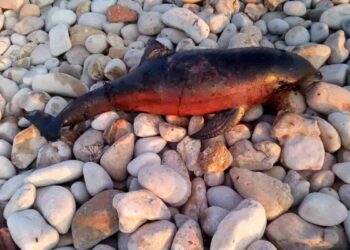 Delfino morto a Marina di Ragusa