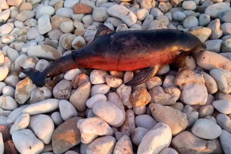 Delfino morto a Marina di Ragusa