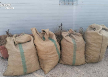 Furti di carrube a Scicli: arresti e denunce ad agosto