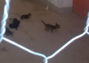 Scicli, liberati 50 gatti chiusi in un garage