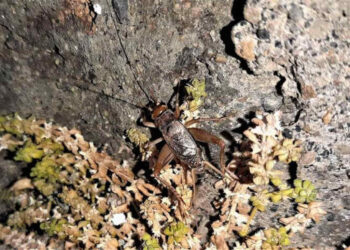 Nuova specie di grillo scoperta a Pantelleria