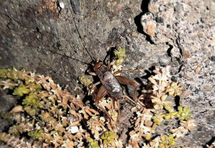 Nuova specie di grillo scoperta a Pantelleria