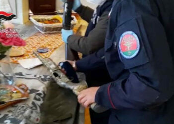 Marsala, uccidono una cicogna bianca: incastrati da telecamera