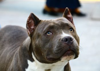 Cane azzanna fratello e sorella, donna in codice rosso