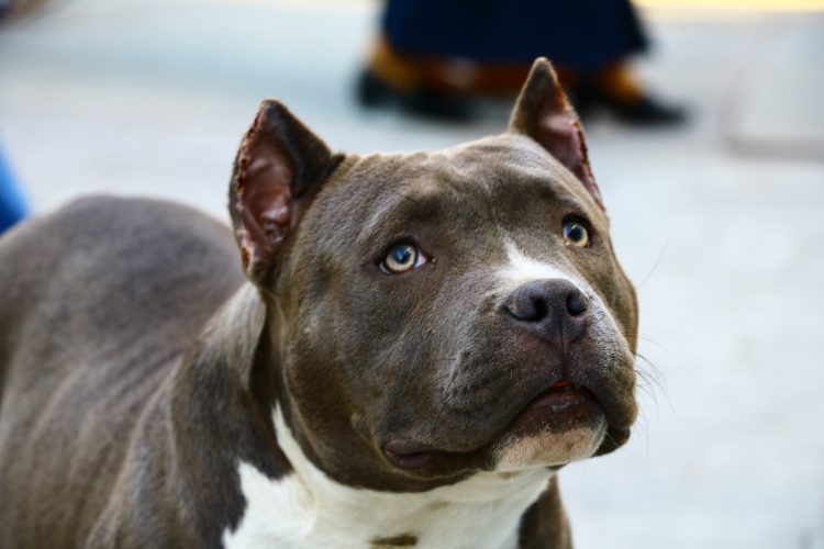 Bambina morsa al volto dal pittbull di famiglia: la seconda volta in pochi mesi