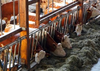 Caro bollette, costi alle stelle per Latterie Ragusane: rischia di chiudere