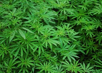 Marijuana a Chiaramonte Gulfi