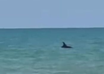 Delfino nel mare di Marina di Acate