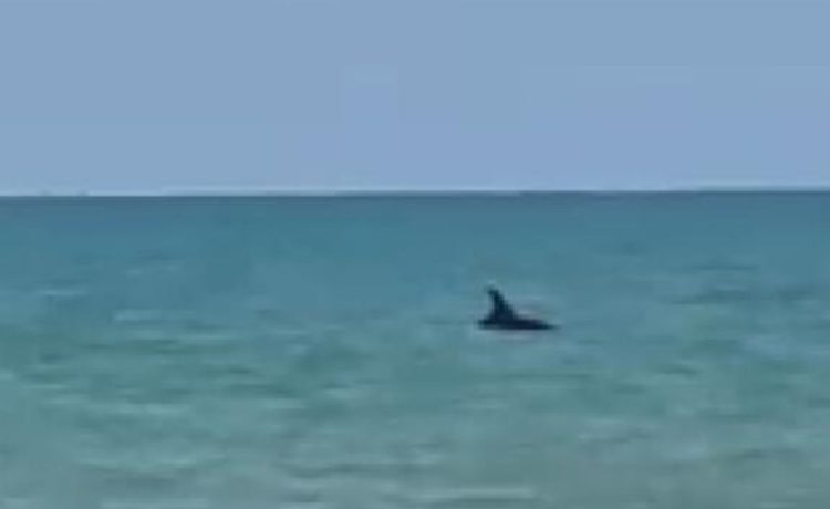 Delfino nel mare di Marina di Acate