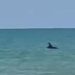 Delfino nel mare di Marina di Acate