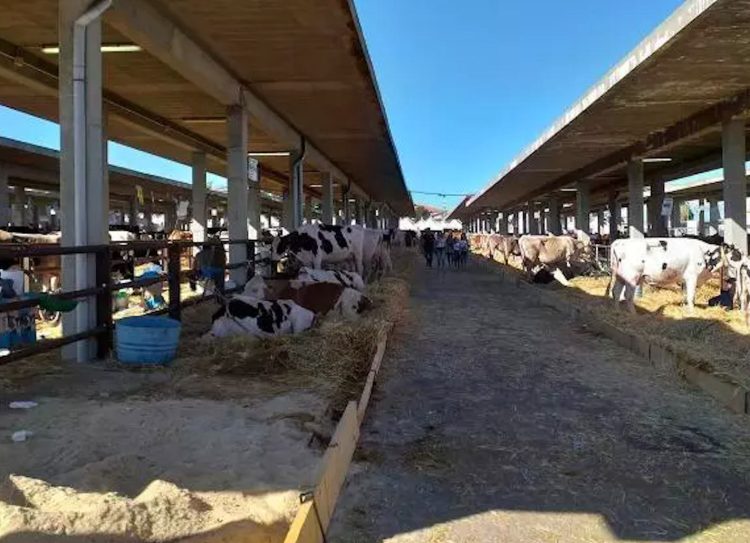 Fiera Agroalimentare di Ragusa dal 30 settembre al 2 ottobre: ingresso gratuito