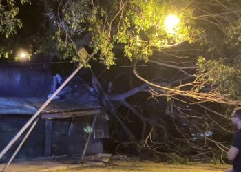 Cade albero secolare e danneggia mercatino delle pulci a Palermo