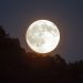 La Luna piena del raccolto