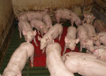 Peste suina africana: misure di prevenzione a Ragusa