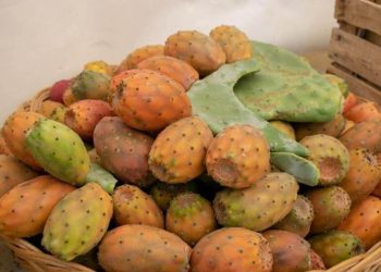 Sagra del fico d'india da domenica 2 ottobre: pezzo forte il Masticutte e bucce fritte