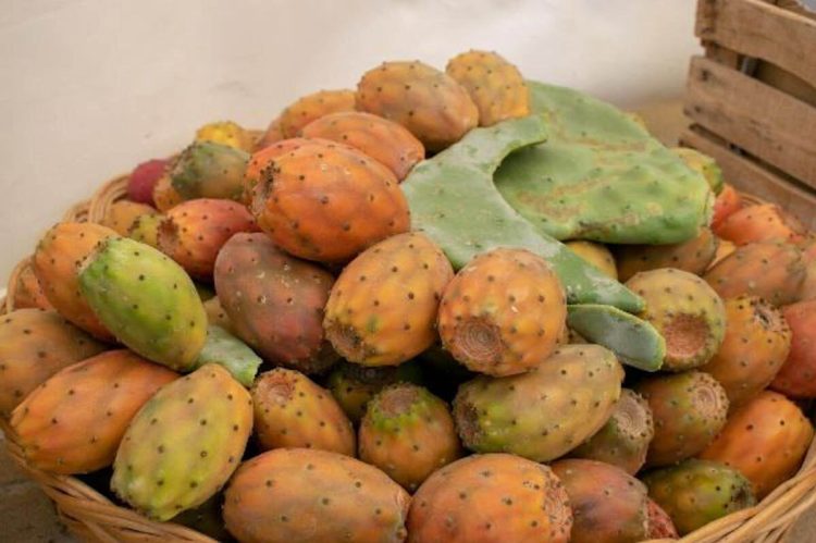 Sagra del fico d'india da domenica 2 ottobre: pezzo forte il Masticutte e bucce fritte