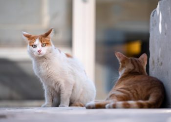 Scicli, l'ex scuola di San Giovanni Lo Pirato diventa un gattile? Ecco la verità