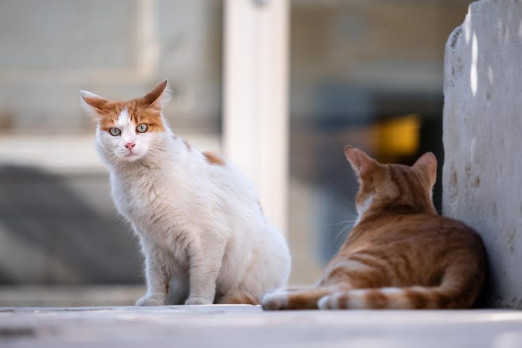 Scicli, l'ex scuola di San Giovanni Lo Pirato diventa un gattile? Ecco la verità