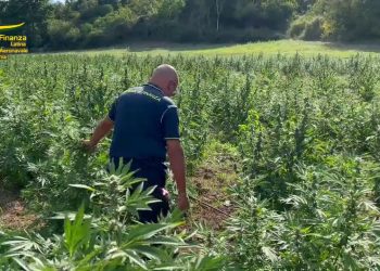 Sequestrata ad Aprilia piantagione di 9 mila piante di canapa indiana