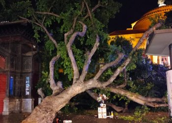 Albero cade davanti al teatro Massimo di Palermo