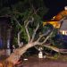 Albero cade davanti al teatro Massimo di Palermo
