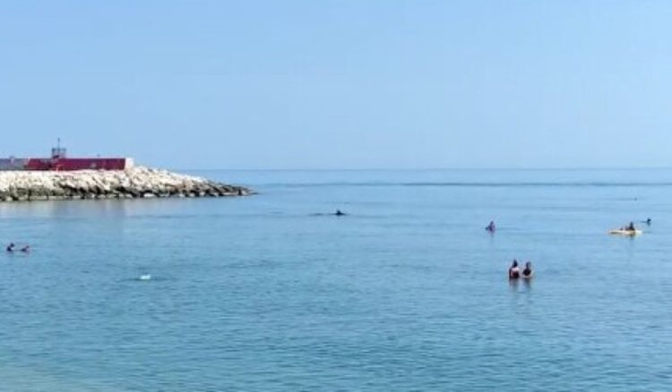 Delfini in mare tra i bagnanti a Civitanova Marche