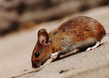 Donna morsa da topo a Venezia