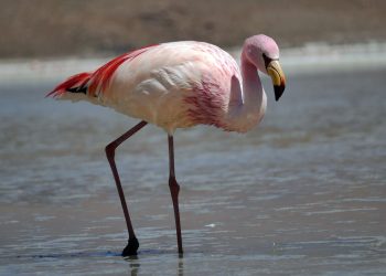 Un fenicottero rosa nel mare di Palermo