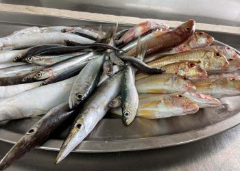 Il pescato ibleo a Torino per Terra Madre Salone del Gusto