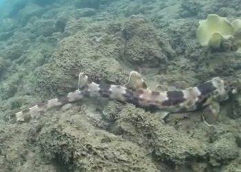 Lo squalo che cammina: usa le pinne come piedi