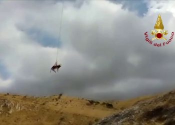 Un toro finisce in un canalone, issato in volo con un elicottero