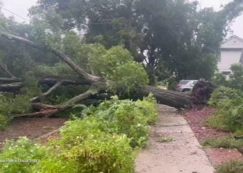 Uragano in Florida, un albero finisce sui cavi della linea elettrica