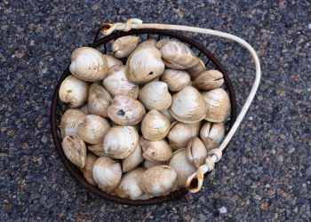 Mangia vongole raccolte in spiaggia e si sveglia paralizzata: non riuscivo a respirare