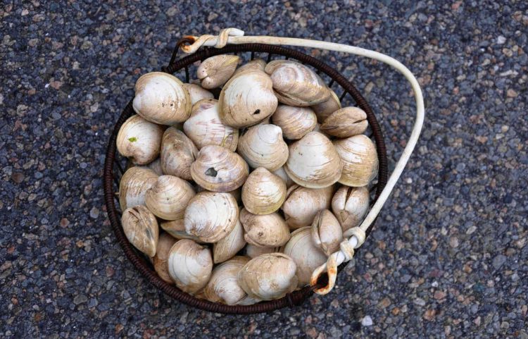 Mangia vongole raccolte in spiaggia e si sveglia paralizzata: non riuscivo a respirare