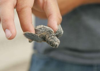 Schiuse le uova di tartaruga deposte a Punta Secca