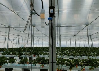 Comiso, coltivazioni senza elettricità e connessione internet: sensore in una serra di fragole