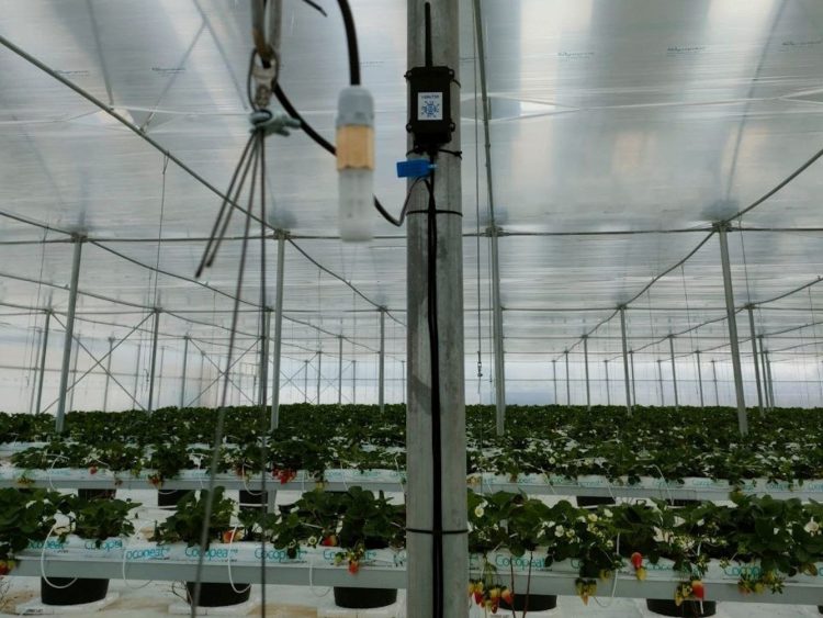 Comiso, coltivazioni senza elettricità e connessione internet: sensore in una serra di fragole