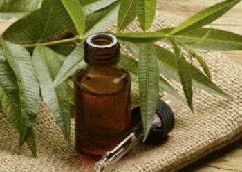 Tea Tree oil: il super guaritore della natura
