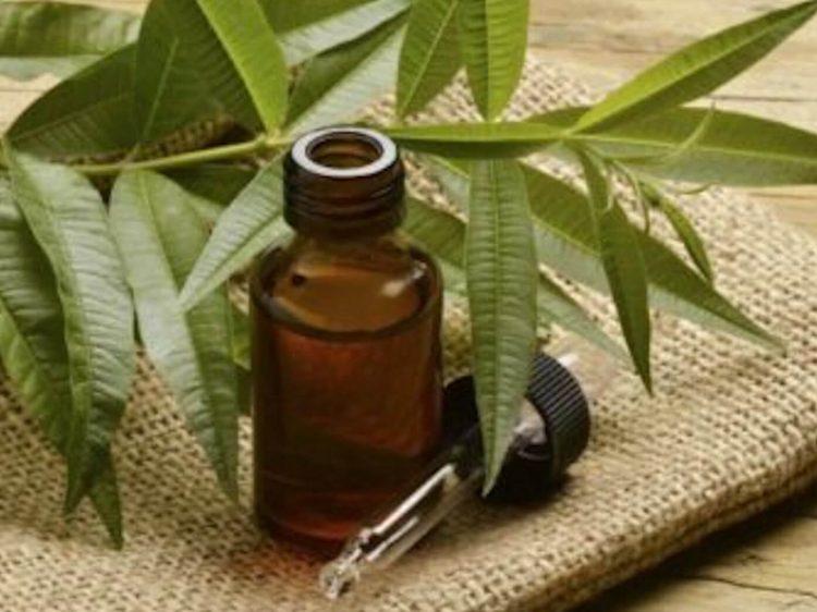 Tea Tree oil: il super guaritore della natura