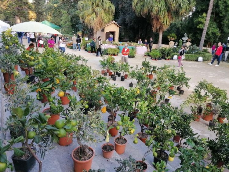 All’Orto Botanico di Palermo 12 mila visitatori per “Zagara d’Autunno”